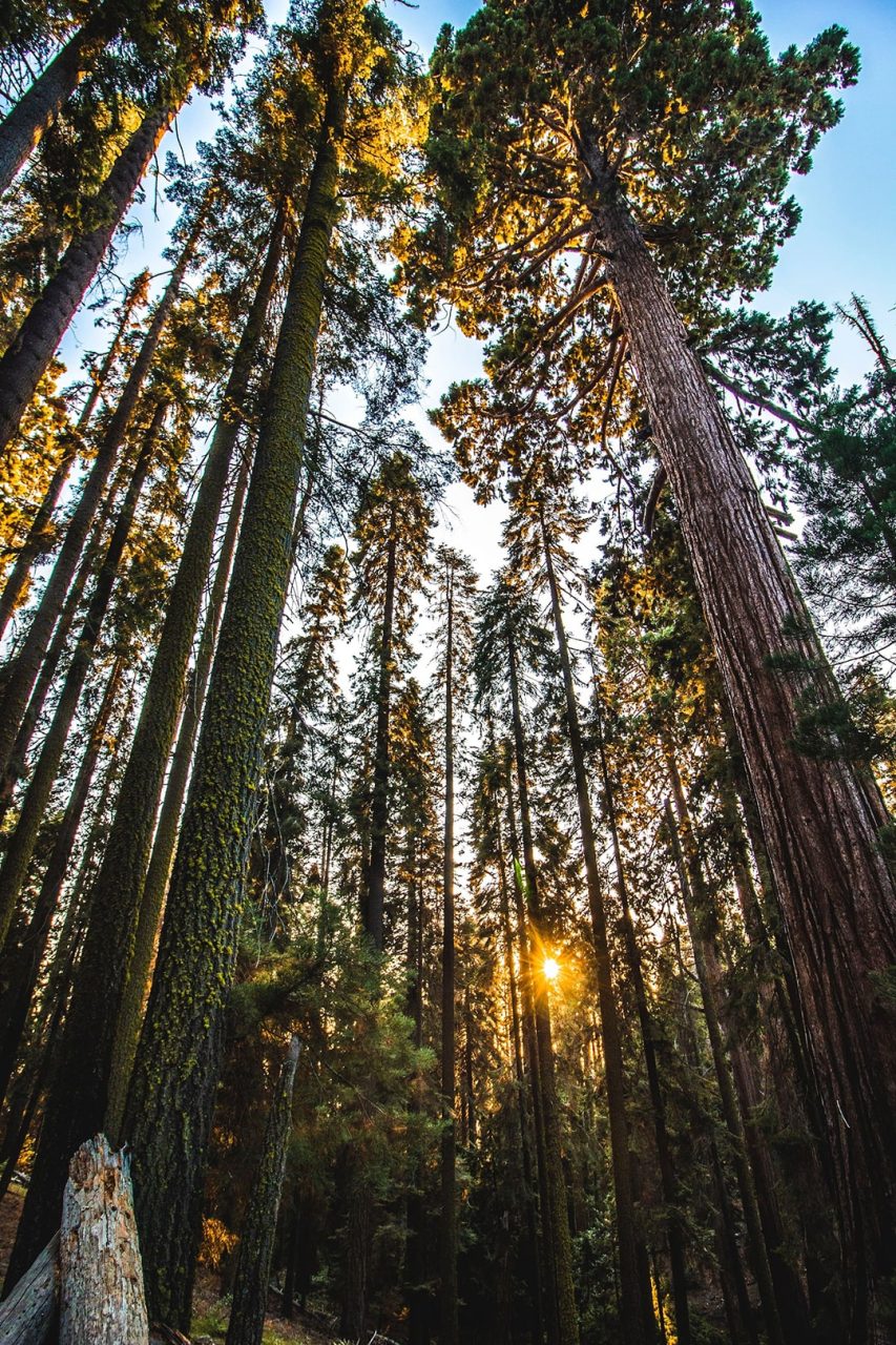 Redwood Nationalpark in Kalifornien als Thema von Timber Drop
